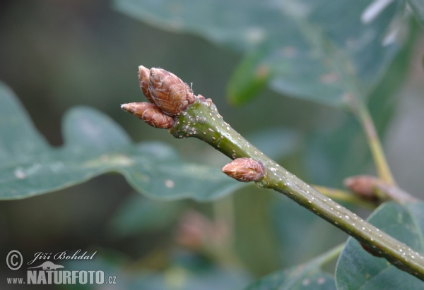 Dub zimní (Quercus petraea)