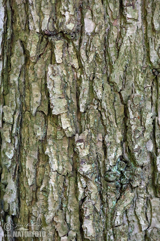 Dub zimný (Quercus petraea)