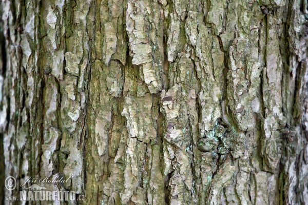 Dub zimný (Quercus petraea)