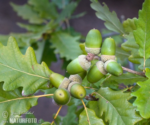 Dub zimný (Quercus petraea)