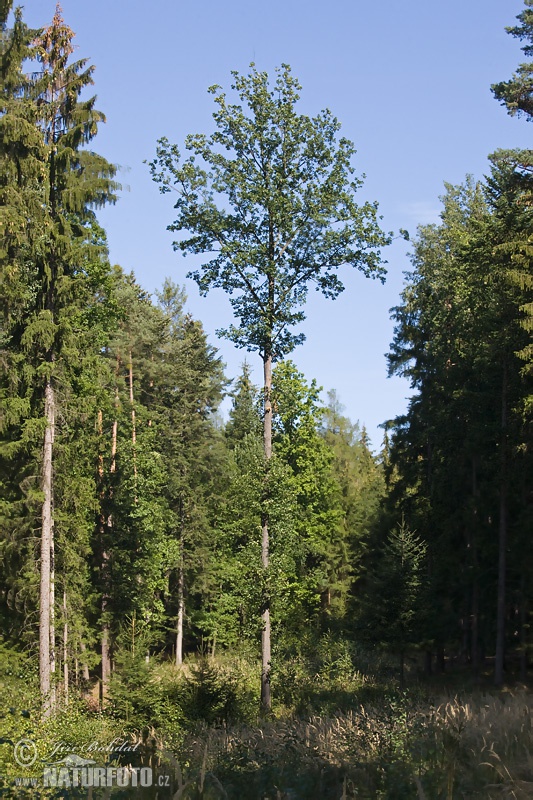 Dub zimný (Quercus petraea)