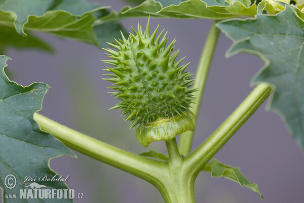 Durman obecný (Datura stramonium)