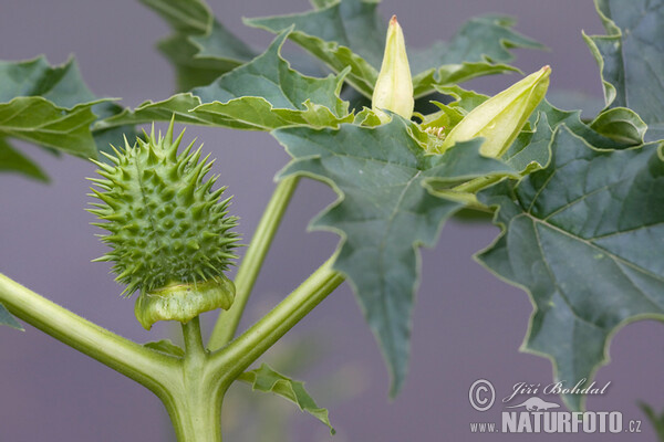 Durman obecný (Datura stramonium)