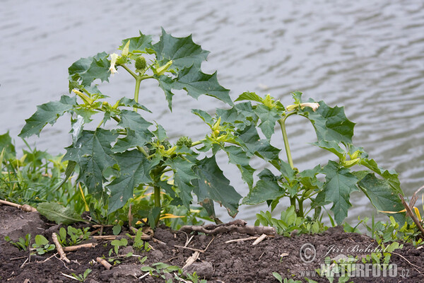 Durman obecný (Datura stramonium)