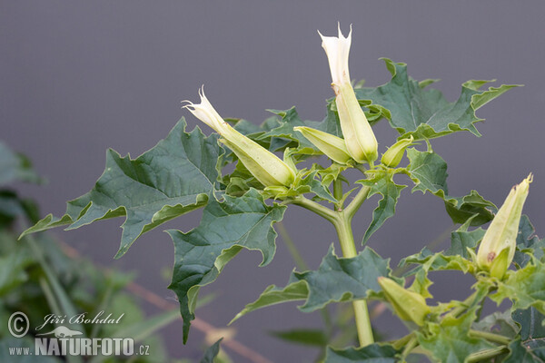 Durman obecný (Datura stramonium)