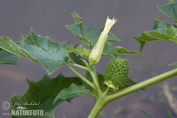 Durman obecný (Datura stramonium)