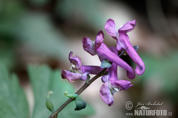 Dymnivka dutá (Corydalis cava)