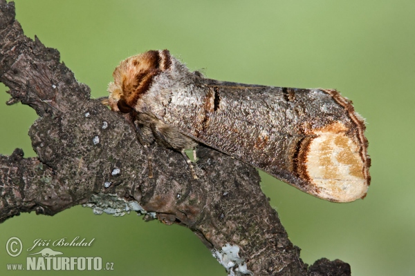 Faléra lipová (Phalera bucephala)