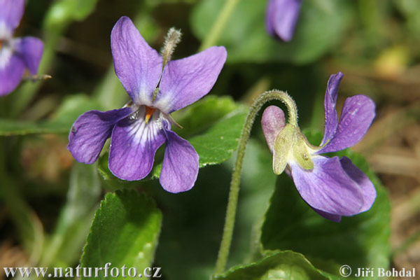 Fialka voňavá (Viola odorata)