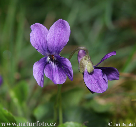 Fialka voňavá (Viola odorata)