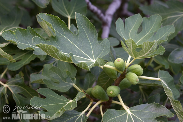 Fíkovník obyčajný (Ficus carica)