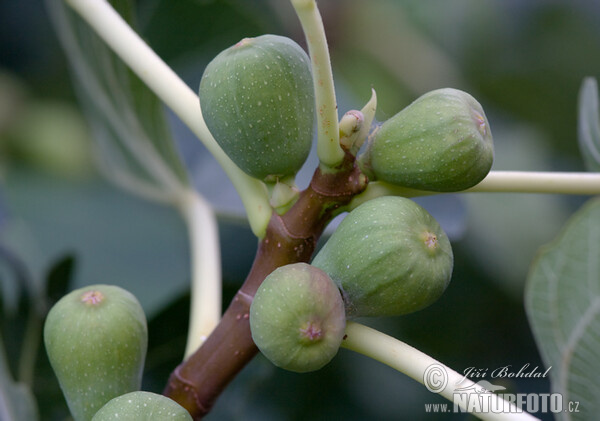 Fíkovník obyčajný (Ficus carica)