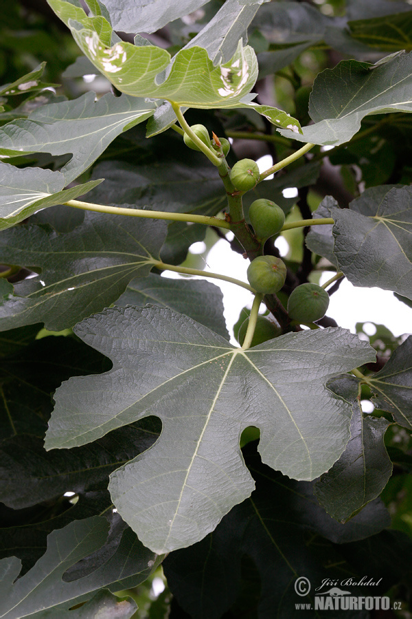Fíkovník obyčajný (Ficus carica)