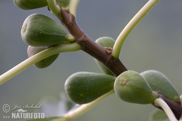 Fíkovník smokvoň (Ficus carica)