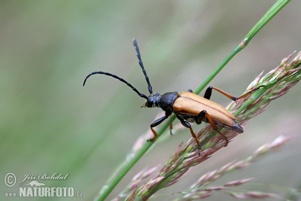 Fuzáč obyčajný (Leptura rubra)