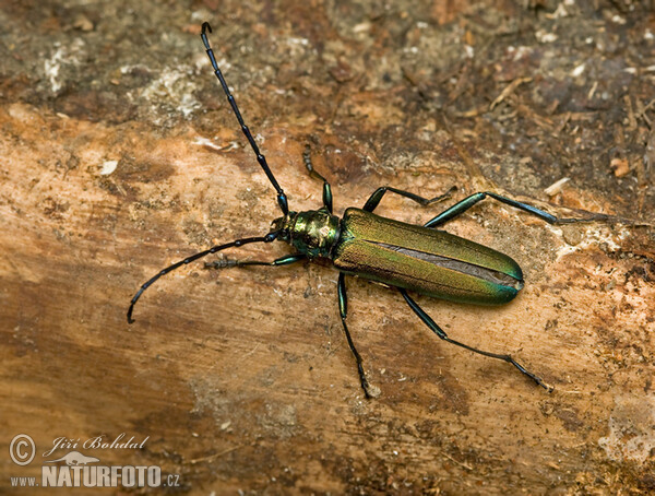 Fuzáč pižmový (Aromia moschata)