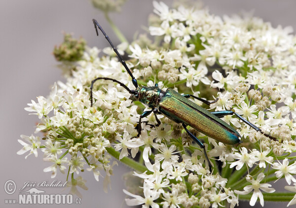 Fuzáč pižmový (Aromia moschata)