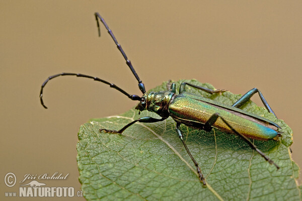 Fuzáč pižmový (Aromia moschata)