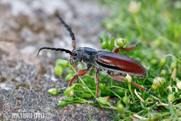 Fuzáč trávový (Dorcadion fulvum)