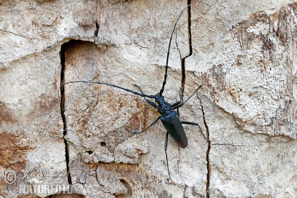 Fuzáč veľký (Cerambyx cerdo)