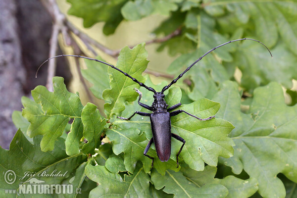 Fuzáč veľký (Cerambyx cerdo)