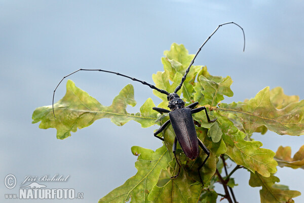 Fuzáč veľký (Cerambyx cerdo)