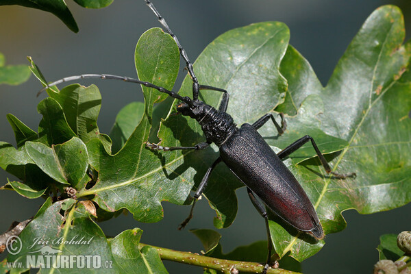 Fuzáč veľký (Cerambyx cerdo)