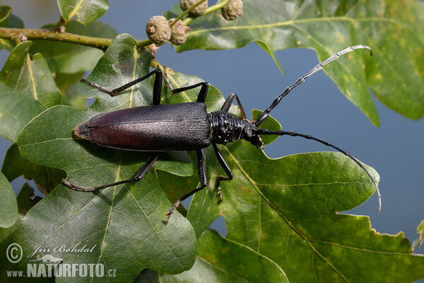 Fuzáč veľký (Cerambyx cerdo)