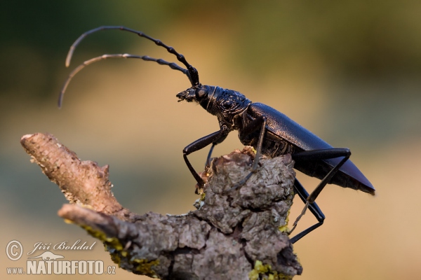 Fuzáč veľký (Cerambyx cerdo)