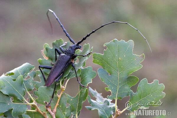 Fuzáč veľký (Cerambyx cerdo)