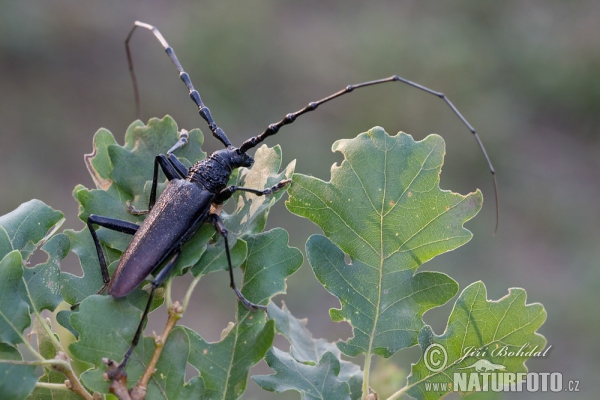 Fuzáč veľký (Cerambyx cerdo)