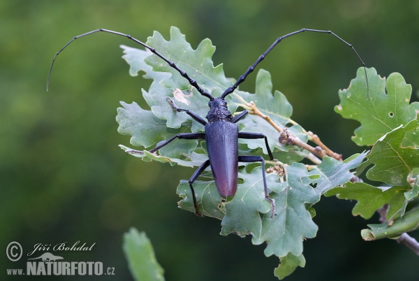 Fuzáč veľký (Cerambyx cerdo)