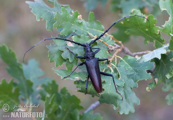 Fuzáč veľký (Cerambyx cerdo)