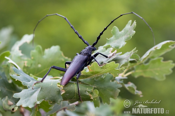 Fuzáč veľký (Cerambyx cerdo)