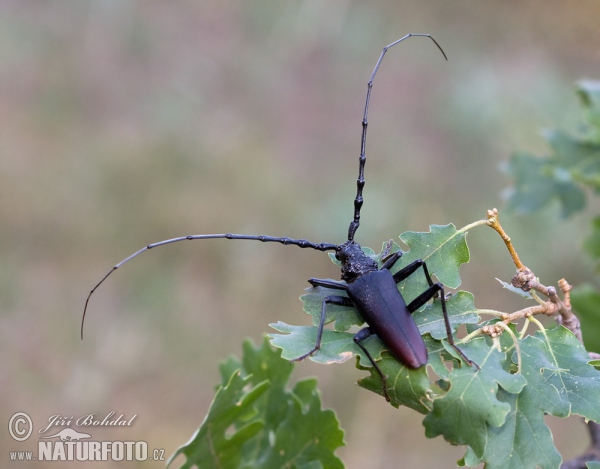 Fuzáč veľký (Cerambyx cerdo)