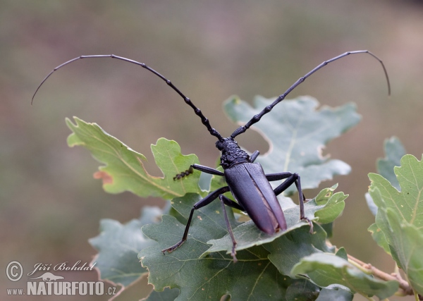 Fuzáč veľký (Cerambyx cerdo)