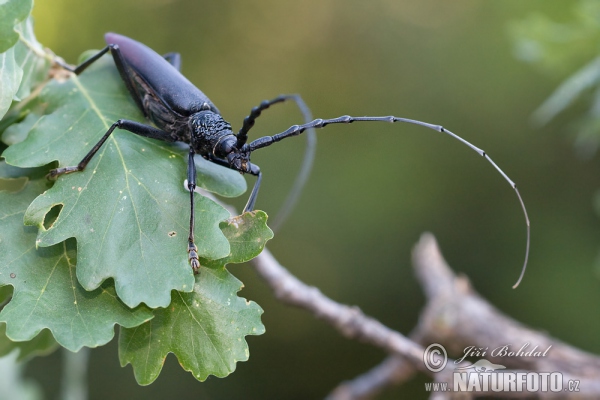 Fuzáč veľký (Cerambyx cerdo)