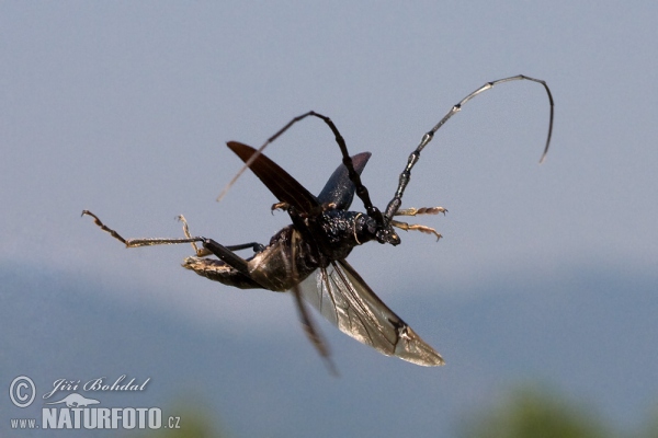 Fuzáč veľký (Cerambyx cerdo)