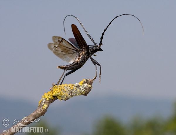 Fuzáč veľký (Cerambyx cerdo)