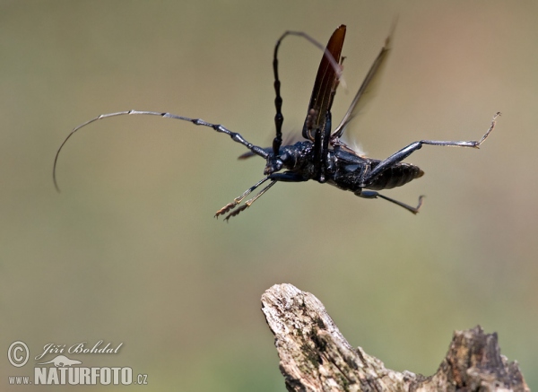 Fuzáč veľký (Cerambyx cerdo)