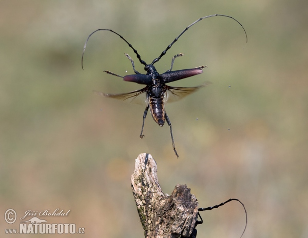 Fuzáč veľký (Cerambyx cerdo)