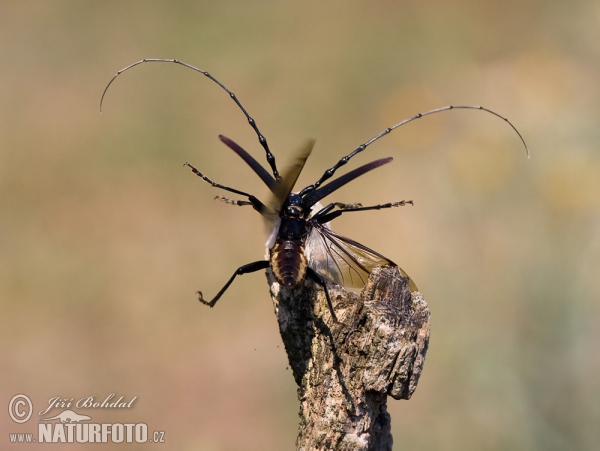 Fuzáč veľký (Cerambyx cerdo)