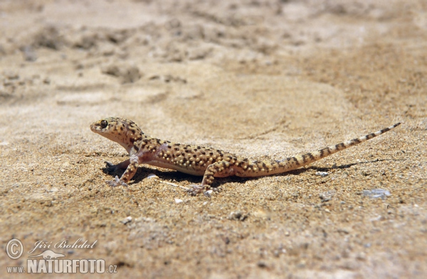 Gekon turecký (Hemidactylus turcicus)