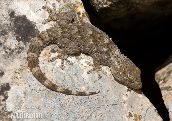 Gekon zední (Tarentola mauritanica)