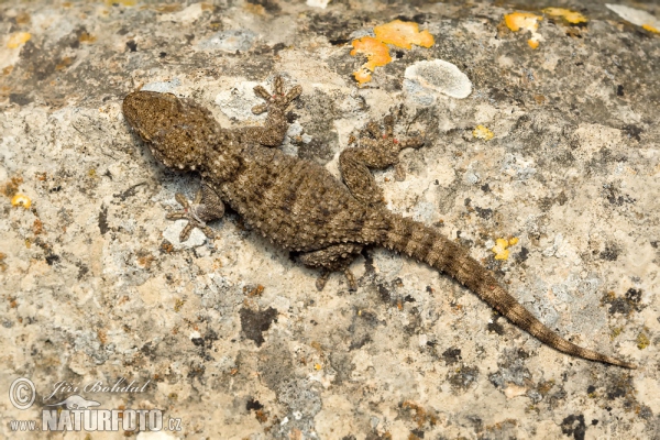 Gekon zední (Tarentola mauritanica)