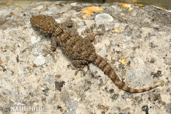 Gekon zední (Tarentola mauritanica)