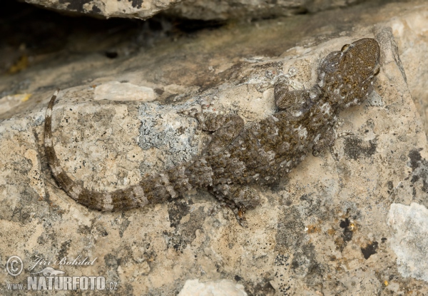 Gekon zední (Tarentola mauritanica)