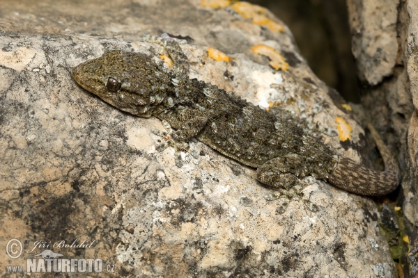 Gekon zední (Tarentola mauritanica)