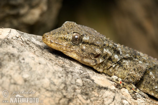 Gekon zední (Tarentola mauritanica)