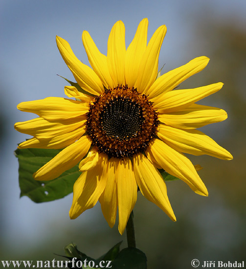 Gewöhnliche Sonnenblume (Helianthus annuus)